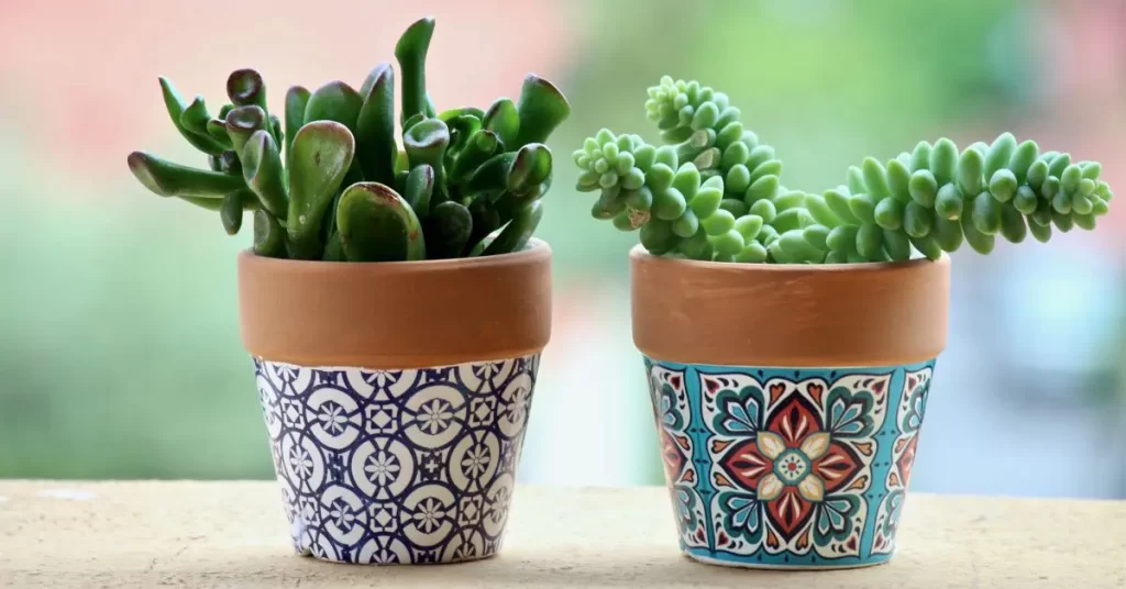 Succulents in pots decorated for mother's day