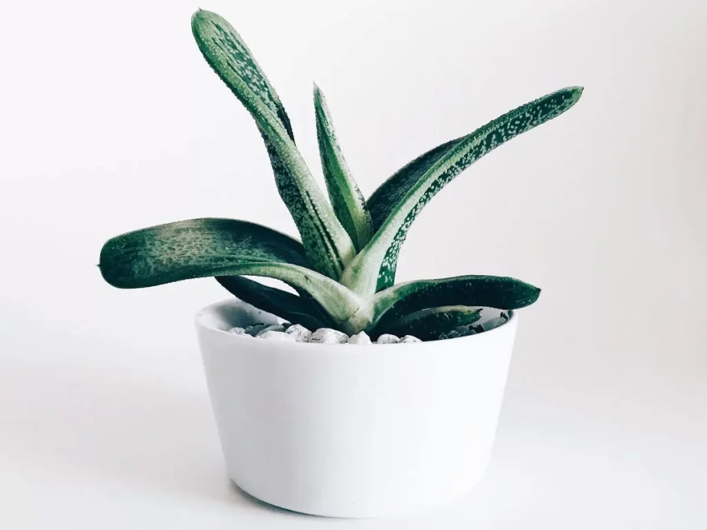 a Succulent in a pot