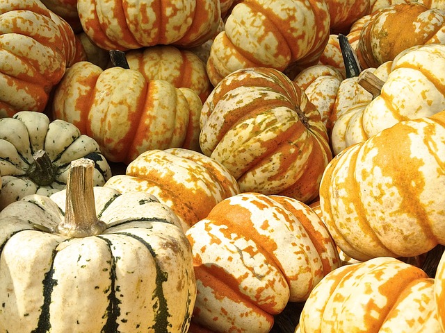 Pumpkins in a pile