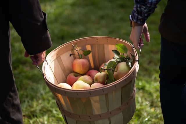 fall activities- apple picking