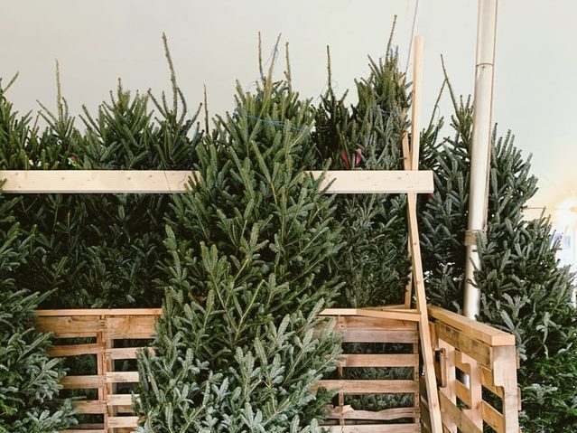 real evergreen tree in the back of a truck. 