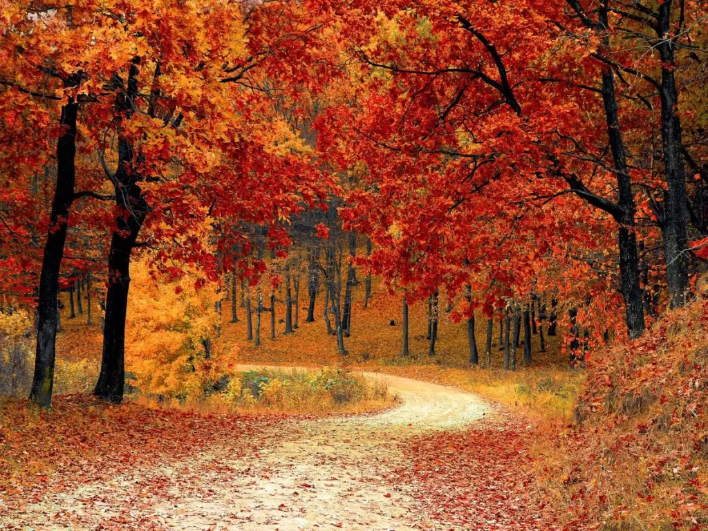 Image of trees in the Fall with the leaves changing from green to orange