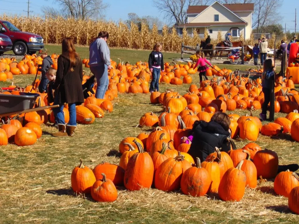 Families at a pumpkin patch